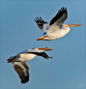 9th Apr 2024 - Pelicans in Flight