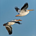Pelicans in Flight by bluemoon