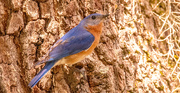 18th Apr 2024 - Bluebird Hanging on the Tree!