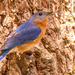 Bluebird Hanging on the Tree!