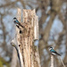Tree Swallows by bobbic