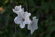 17th Apr 2024 - 4 17 White flowers