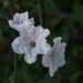 4 17 White flowers