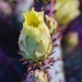 4 17 Pear shaped bud on Prickly Pear