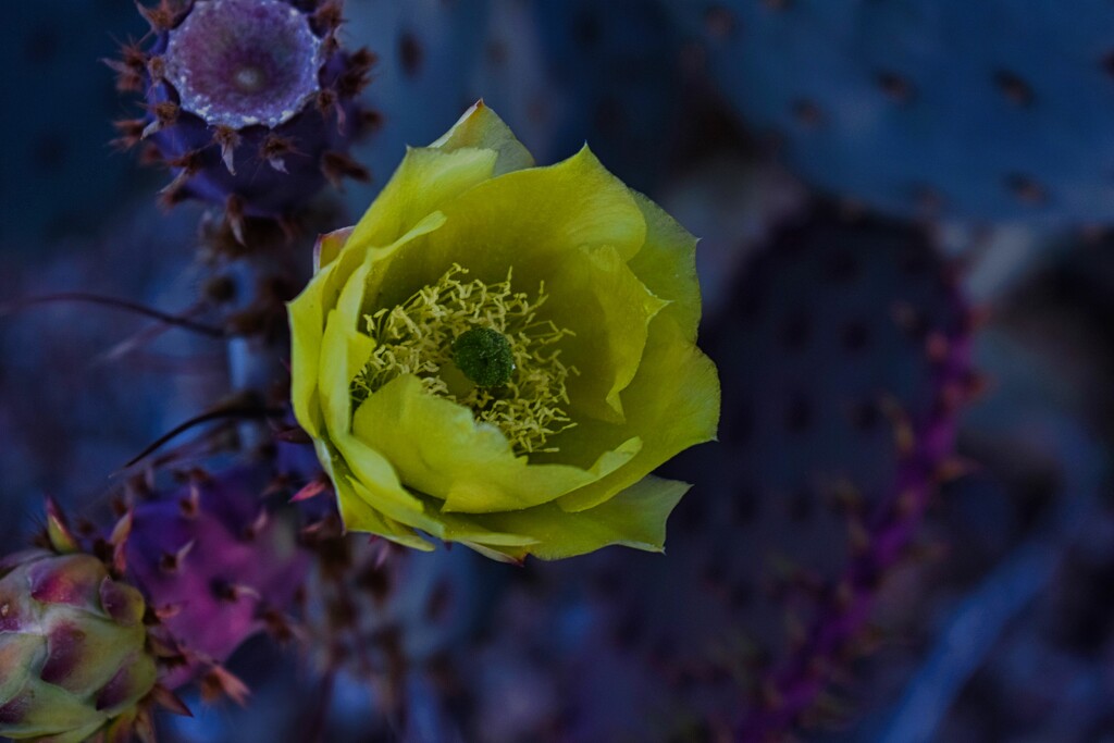 4 17 Yellow Cactus flower  by sandlily