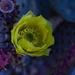 4 17 Yellow Cactus flower 