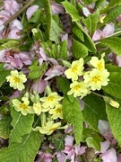 18th Apr 2024 - Primroses in blossom 