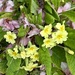 Primroses in blossom  by lizgooster