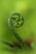 19th Apr 2024 - The frond