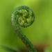 The frond by dide