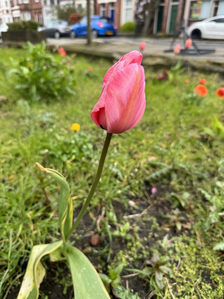 Pink Tulip in the Wind by eviehill