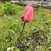 Pink Tulip in the Wind