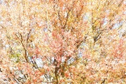 19th Apr 2024 - autumn impressionism