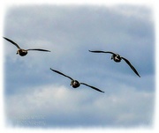 19th Apr 2024 - Canada Geese In Flight