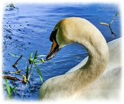 19th Apr 2024 - Swan In Profile