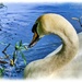 Swan In Profile by carolmw
