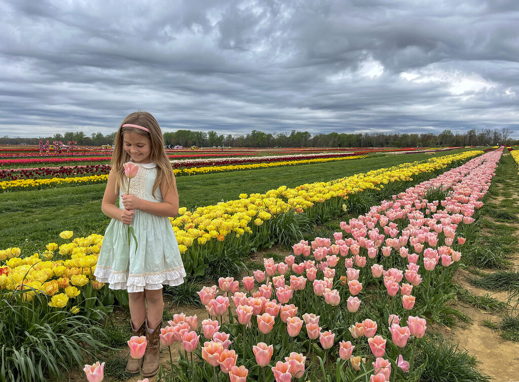 Tip Toe Through the Tulips by pdulis