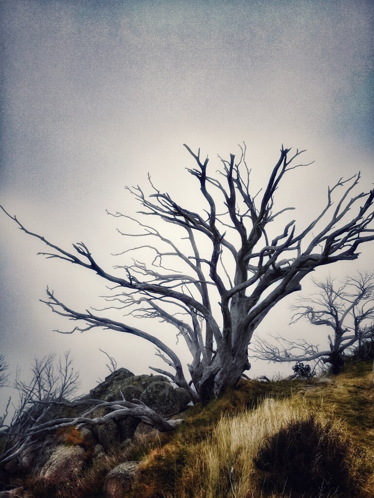 Mountain Tree by aq21