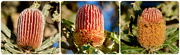 19th Apr 2024 - Stages Of A Banksia Flower