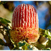Stages Of A Banksia Flower