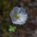 4 18 White Poppy by sandlily