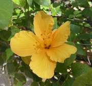 19th Apr 2024 - Yellow hibiscus