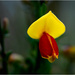 Broom Flower by clifford