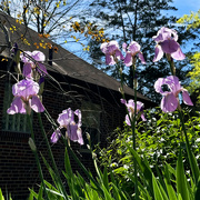 19th Apr 2024 - Our First Irises Of The Season