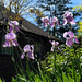 Our First Irises Of The Season by yogiw