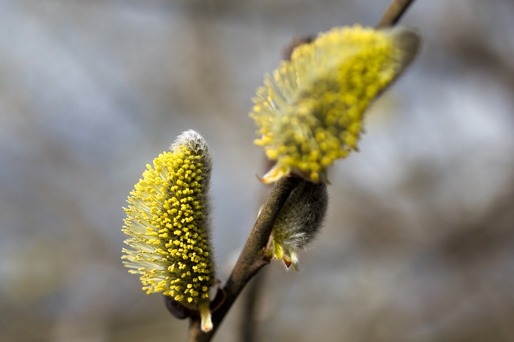 Goat Willow by okvalle