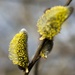 Goat Willow by okvalle