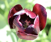 19th Apr 2024 - Tulip close-up