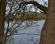 18th Apr 2024 - lake through the trees 