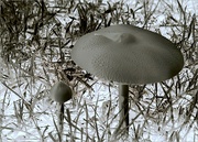 21st Apr 2024 - Another mushroom..