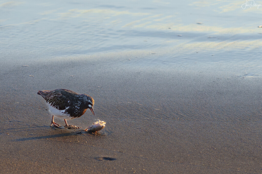 Black Turnstone and Sand Crab by jgpittenger