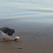 Black Turnstone and Sand Crab by jgpittenger
