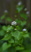 17th Apr 2024 - Chickweed