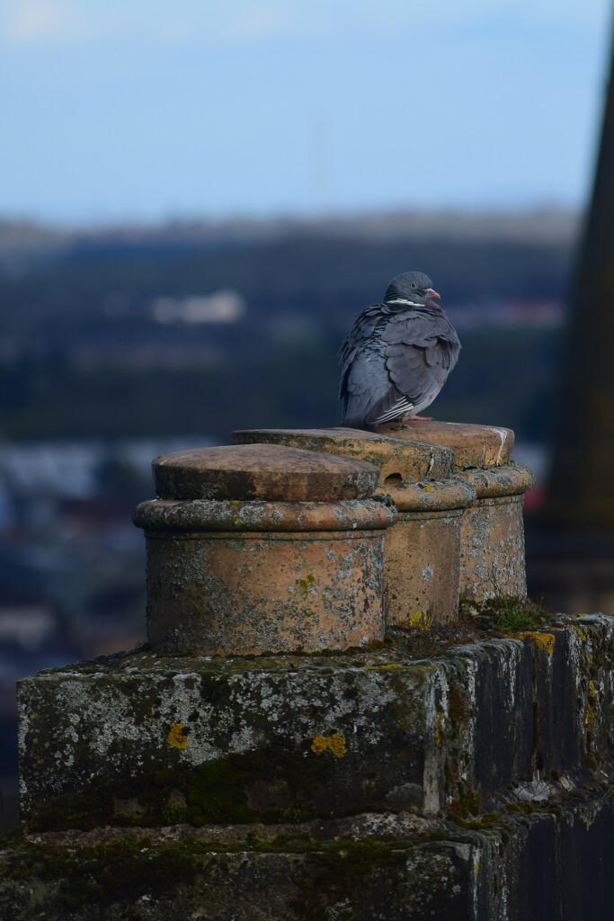 Pigeon on chimney by matsaleh