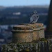 Pigeon on chimney