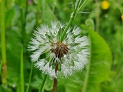 19th May 2023 - Goatsbeard seed head