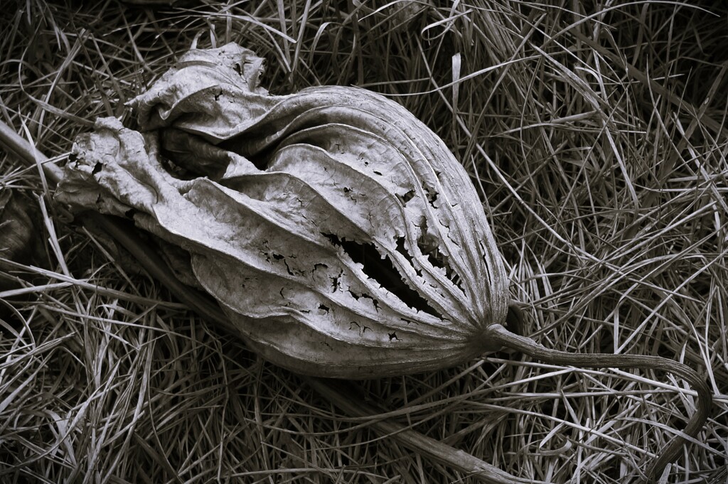 Final Portrait of a Seedpod  by photohoot