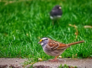 19th Apr 2024 - Migrating White Throated Sparrow