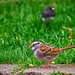 Migrating White Throated Sparrow