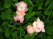 19th Apr 2024 - pigs in clover