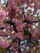 19th Apr 2024 - Blossom