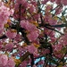 Blossom by antmcg69
