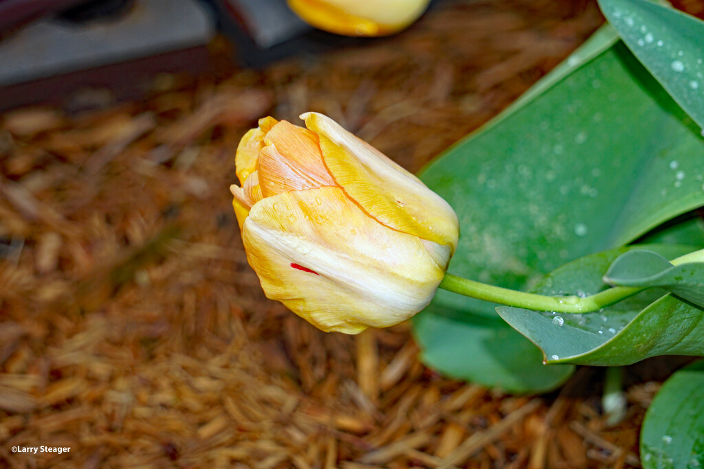 Closed tulip in the rain by larrysphotos