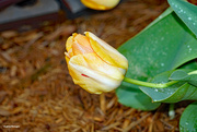19th Apr 2024 - Closed tulip in the rain