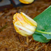 Closed tulip in the rain by larrysphotos