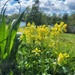 Cowslips by pattyblue